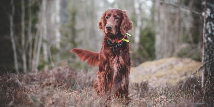 The Surprising Side Effects: How Vaccines Can Impact Your Dog’s Behavior