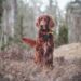 The Surprising Side Effects: How Vaccines Can Impact Your Dog’s Behavior
