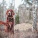 The Canine Conundrum: Decoding the Mysteries of Dog Behavior