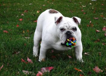 Mystery Paws: Solving the Canine Puzzle