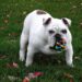 Mystery Paws: Solving the Canine Puzzle