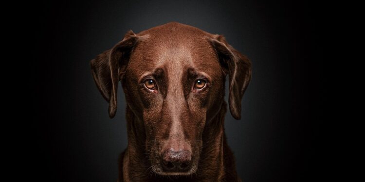 Top 10 Medium-Sized Dog Breeds Perfect for Apartment Living