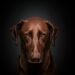 Top 10 Medium-Sized Dog Breeds Perfect for Apartment Living