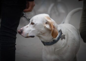 The Ultimate Heavy Duty Dog Leash: Unleash Your Pet’s Full Potential