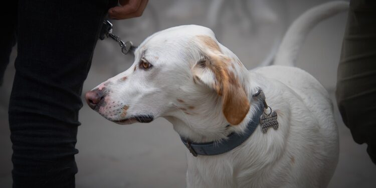 The Ultimate Heavy Duty Dog Leash: Unleash Your Pet’s Full Potential