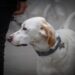 The Ultimate Heavy Duty Dog Leash: Unleash Your Pet’s Full Potential