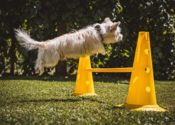 Unlock Your Dog’s Potential: Free Training Classes Near Me!