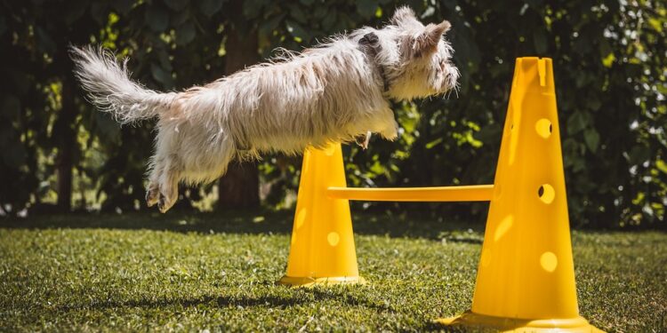 Unlock Your Dog’s Potential: Free Training Classes Near Me!