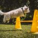 Unlock Your Dog’s Potential: Free Training Classes Near Me!