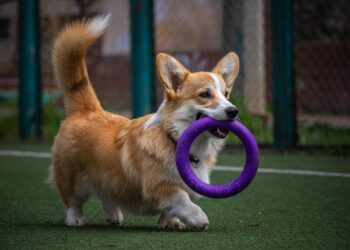 Unleash Your Dog’s Potential: Find the Best Dog School Near You!