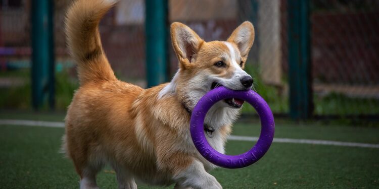 Unleash Your Dog’s Potential: Find the Best Dog School Near You!