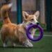 Unleash Your Dog’s Potential: Find the Best Dog School Near You!