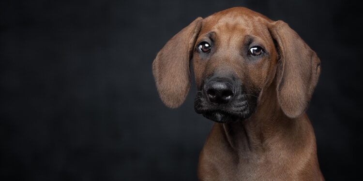 Pawsitively Perfect: The Top Apartment Dogs for Your Urban Lifestyle