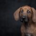 Pawsitively Perfect: The Top Apartment Dogs for Your Urban Lifestyle