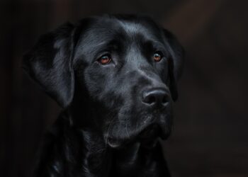 Top 10 Best Apartment Dogs: Finding the Perfect Canine Companion for City Living