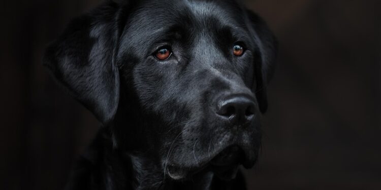 Top 10 Best Apartment Dogs: Finding the Perfect Canine Companion for City Living