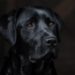 Top 10 Best Apartment Dogs: Finding the Perfect Canine Companion for City Living