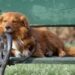 Mastering the Art of Puppy Leash Training: A Guide to Happy Walks and Boundless Adventures