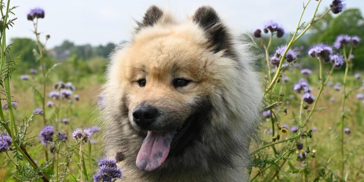 Top 10 Kid-Friendly Dog Breeds: Perfect Pups for Your Family