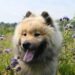 Top 10 Kid-Friendly Dog Breeds: Perfect Pups for Your Family