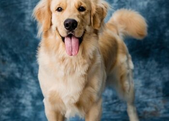 Top 10 Apartment-Friendly Pups: Perfect Companions for Small Spaces