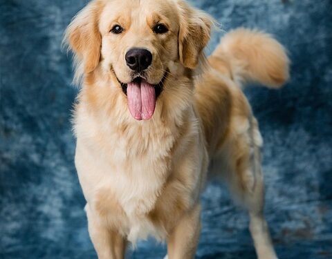 Top 10 Apartment-Friendly Pups: Perfect Companions for Small Spaces