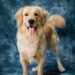 Top 10 Apartment-Friendly Pups: Perfect Companions for Small Spaces
