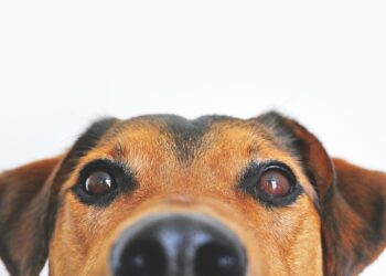 Top 10 Apartment-Friendly Pups: The Best Dogs for Urban Living