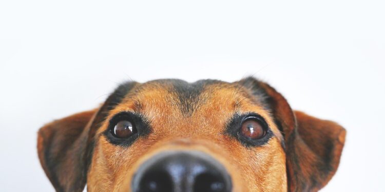Top 10 Apartment-Friendly Pups: The Best Dogs for Urban Living