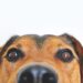 Top 10 Apartment-Friendly Pups: The Best Dogs for Urban Living