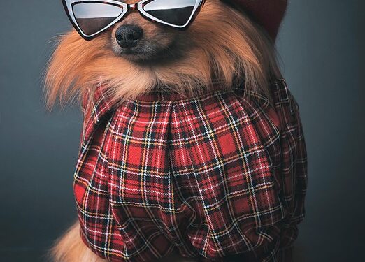 Tiny Terrors: The Adorable Adventures of Little Beast Dogs