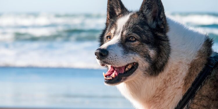Top Tips to Keep Your Dog Safe and Calm During Fireworks