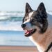 Top Tips to Keep Your Dog Safe and Calm During Fireworks