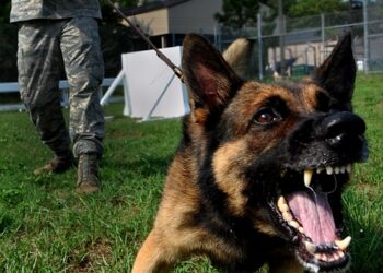 The Power of Protection: How Vaccination Can Transform Your Dog’s Behavior