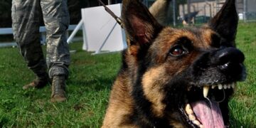The Power of Protection: How Vaccination Can Transform Your Dog’s Behavior