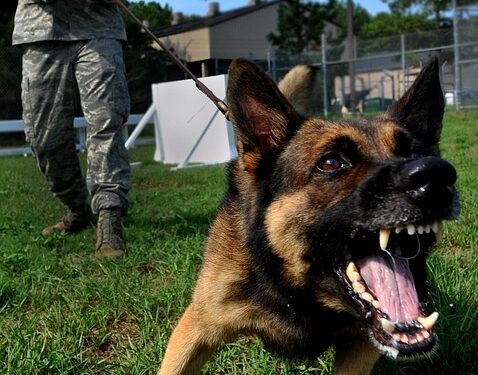 The Power of Protection: How Vaccination Can Transform Your Dog’s Behavior