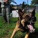 The Power of Protection: How Vaccination Can Transform Your Dog’s Behavior