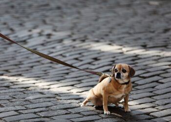 Freedom for Fido: The Ultimate Hands-Free Dog Leash Experience