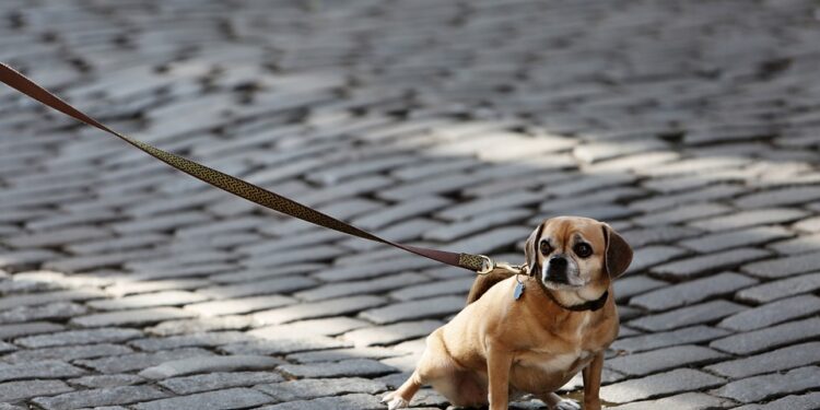 Freedom for Fido: The Ultimate Hands-Free Dog Leash Experience