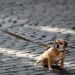 Freedom for Fido: The Ultimate Hands-Free Dog Leash Experience