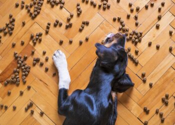 Trim and Thrive: The Ultimate Guide to the Best Dog Food for Weight Loss