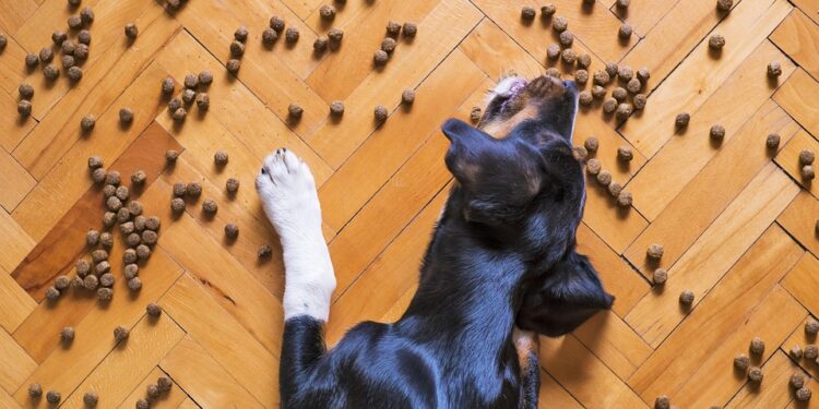 Trim and Thrive: The Ultimate Guide to the Best Dog Food for Weight Loss