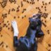 Trim and Thrive: The Ultimate Guide to the Best Dog Food for Weight Loss