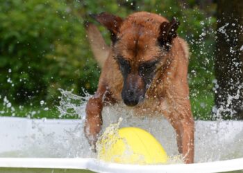 Pawsitively Fun: The Best Dog Ball Toys for Hours of Playtime