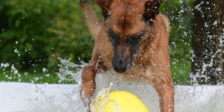 Pawsitively Fun: The Best Dog Ball Toys for Hours of Playtime