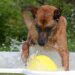 Pawsitively Fun: The Best Dog Ball Toys for Hours of Playtime