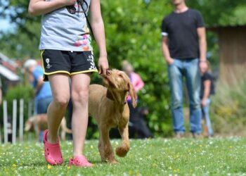 The Ultimate Guide to Mastering Your Dog’s Behavior: Proven Training Techniques for a Well-Behaved Pup