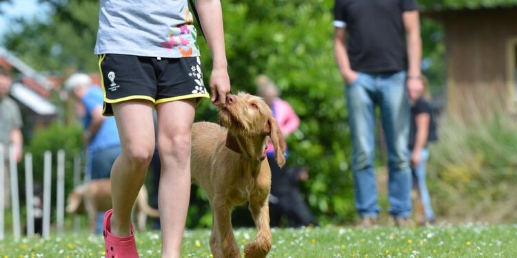 The Ultimate Guide to Mastering Your Dog’s Behavior: Proven Training Techniques for a Well-Behaved Pup