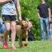 The Ultimate Guide to Mastering Your Dog’s Behavior: Proven Training Techniques for a Well-Behaved Pup