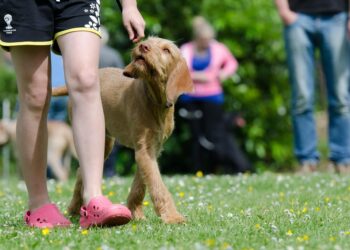 Unleashing Your Dog’s Potential: The Ultimate Guide to Behavior Training